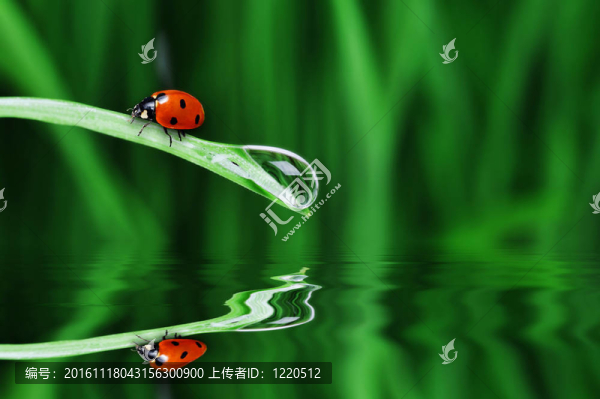 水滴落在草地上
