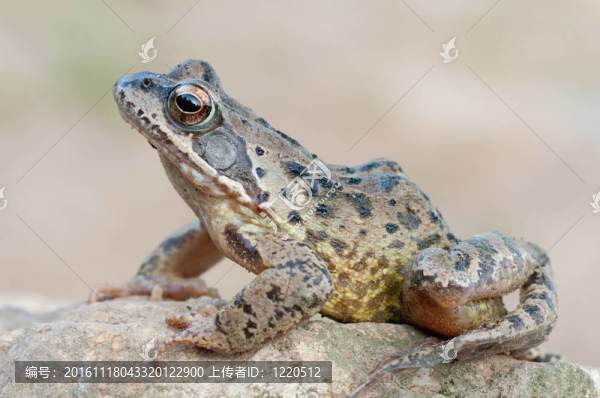 青蛙