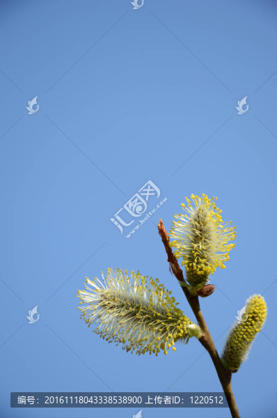 靠近褪色柳