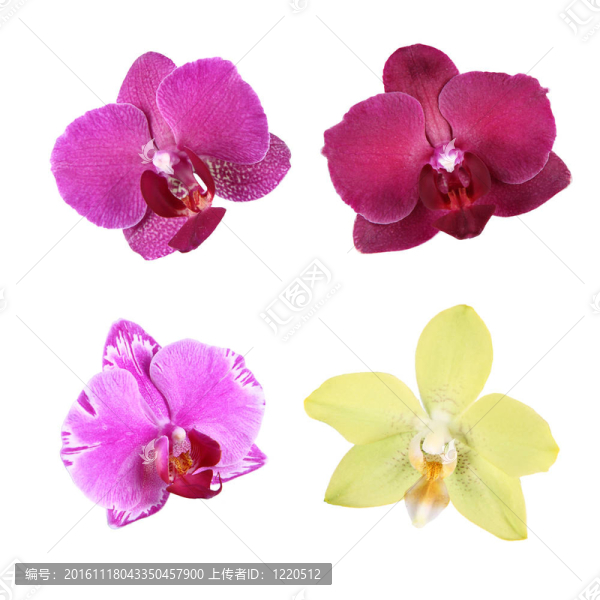 蘭花花分離