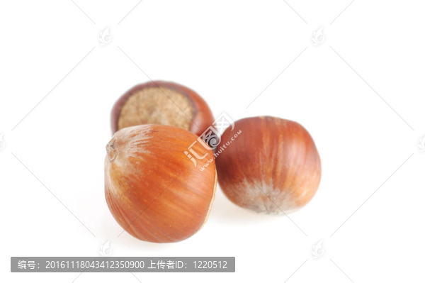 榛子隔離