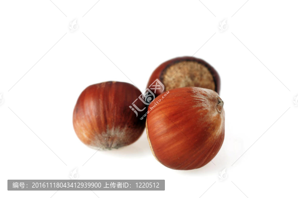榛子隔離