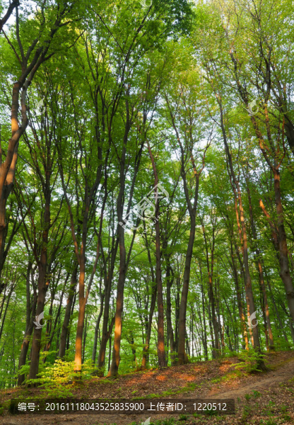 山毛櫸林