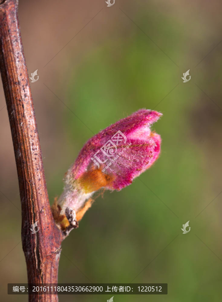 葡萄芽