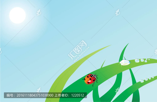七星瓢蟲。