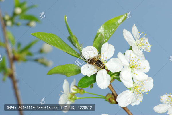 花與蜜蜂