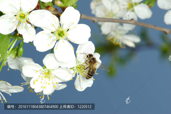 花與蜜蜂