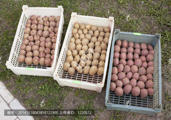 種子土豆的三個(gè)盒子