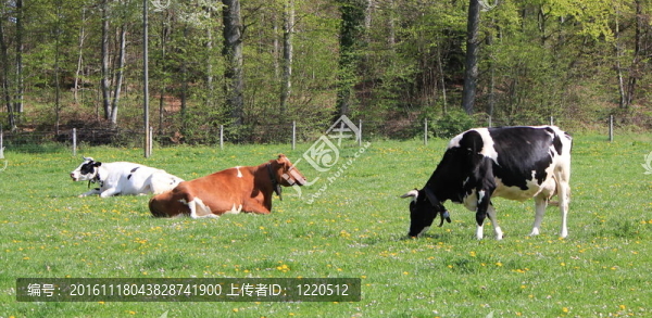 弗里堡的牛；產(chǎn)于美國的；產(chǎn)于美國的；產(chǎn)于美國的；休息的；產(chǎn)于