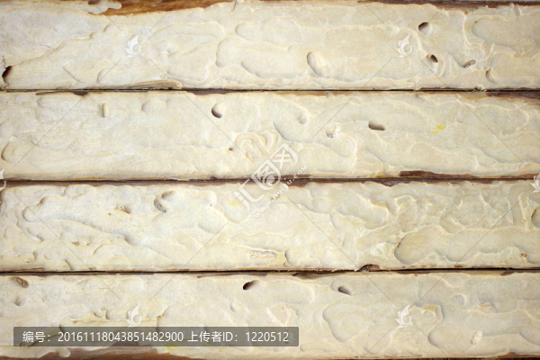 在木材表面上的樹(shù)皮甲蟲(chóng)