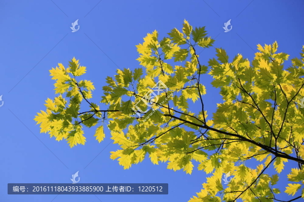橡樹葉