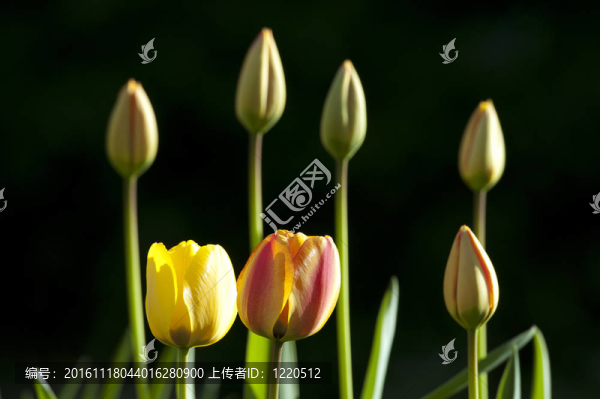 郁金香花園