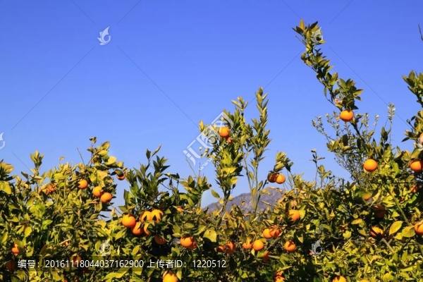 橙色的Tangerine夜店樹果實的綠葉