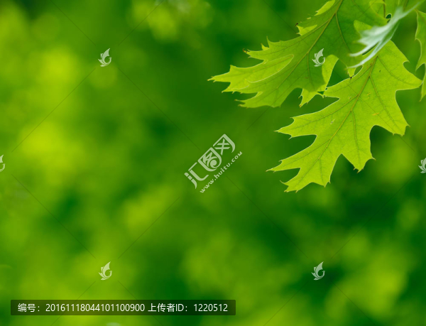 綠葉；淺焦點