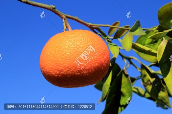 橙色的Tangerine夜店樹果實(shí)的綠葉