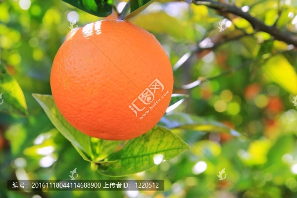 橙色的Tangerine夜店樹果實(shí)的綠葉