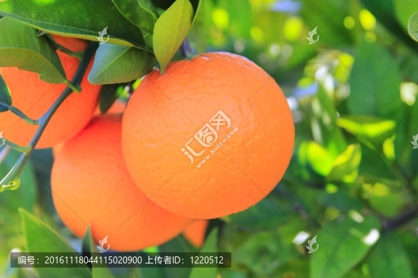 橙色的Tangerine夜店樹果實的綠葉