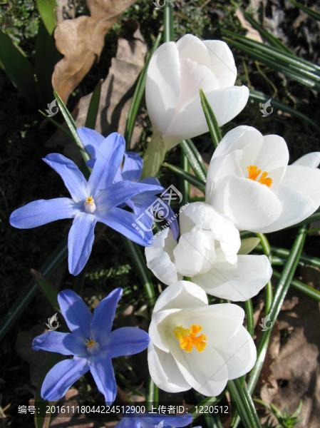 白番紅花和Chionodoxa