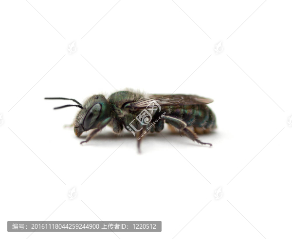 汗蜂