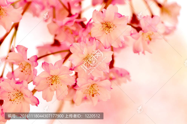 櫻花