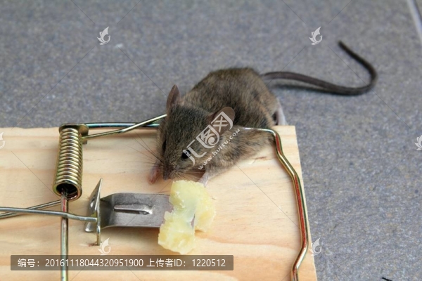 與真正的老鼠與奶酪的老鼠陷阱捕捉