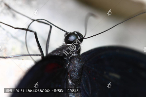 黑色的燕尾蝶