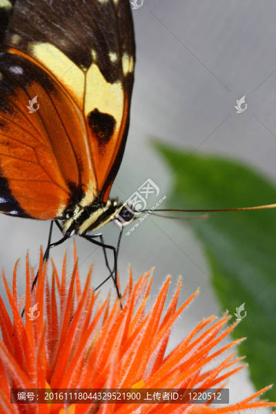 虎長翼蝴蝶；Heliconius,hecale