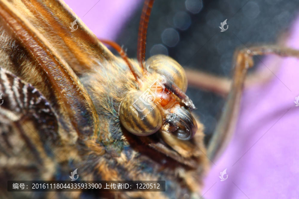 貓頭鷹蝶；Caligo,eurilochus
