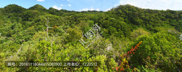 guajataca森林保護(hù)區(qū)-波多黎各