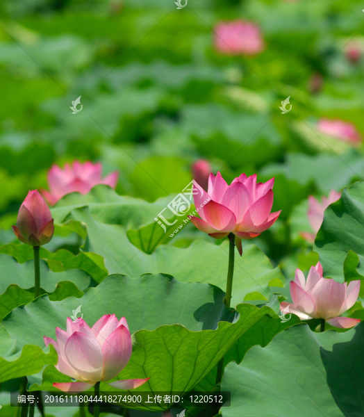 蓮花