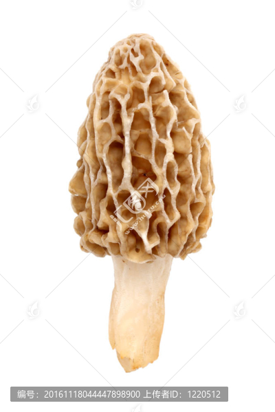 羊肚菌白色隔離