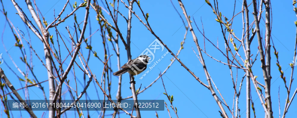 黑頂山雀（Poecile,atricapillus）