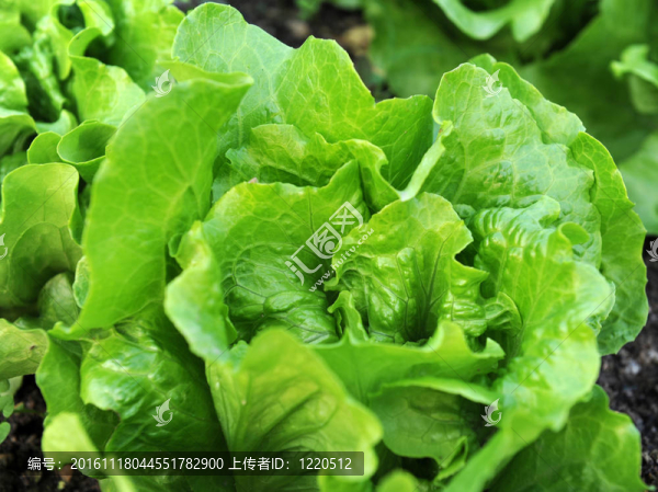 在土壤中生長的生菜