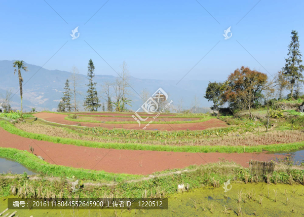 云南元陽梯田；中國