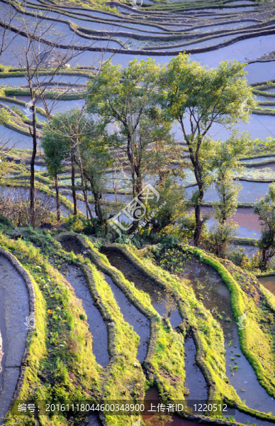 云南元陽梯田；中國