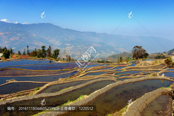 云南元陽梯田；中國