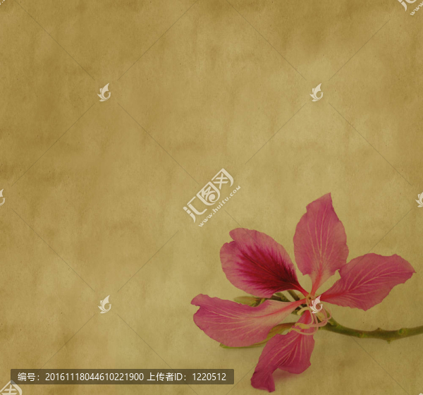 紫荊花在垃圾背景