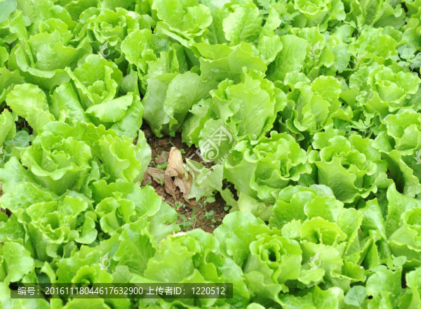 在土壤中生長的生菜