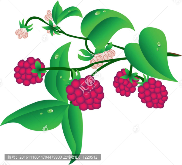枝樹(shù)莓