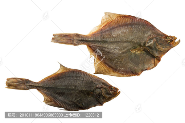 干魚(yú)