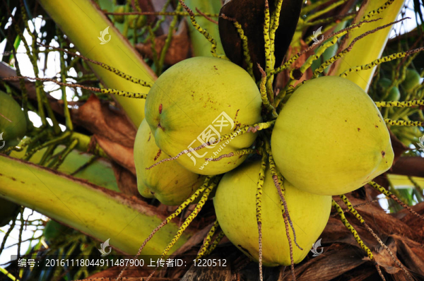 掛在樹(shù)上的椰子樹(shù)
