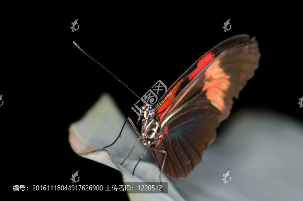 紅與黑蝴蝶