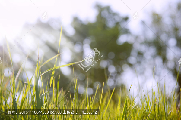 郁郁蔥蔥的青草和散焦的背景虛化背景燈背景