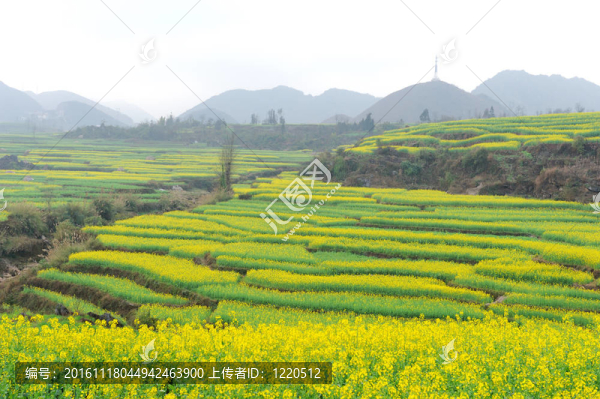 油菜田的春天