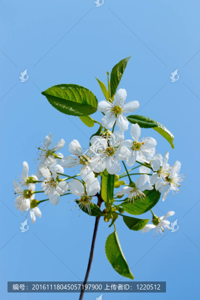 櫻花樹枝