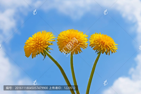 三蒲公英花