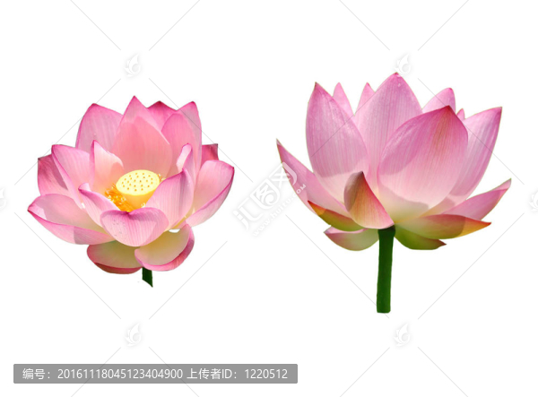 美麗的蓮花隔離