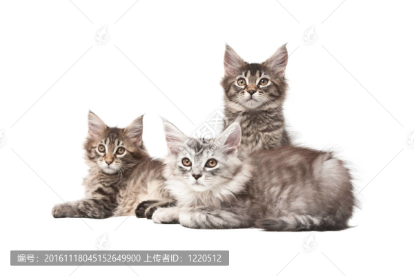 三只小貓