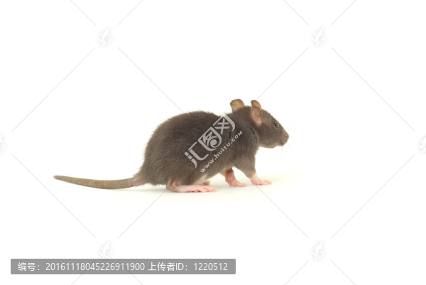 老鼠