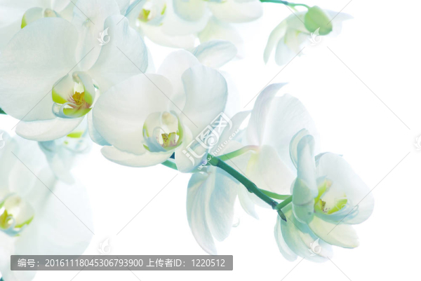 白蘭花